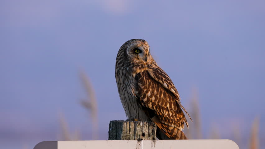 Close up of Short-eared Owl as it looks up into the sky while perched on a fence post.