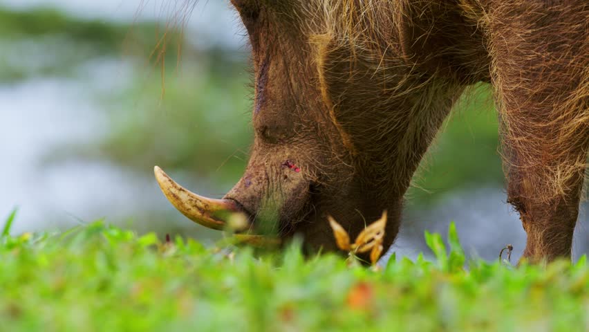 Common Warthog Grazing In The Grass In Murchison Falls National Park, Uganda. - closeup shot