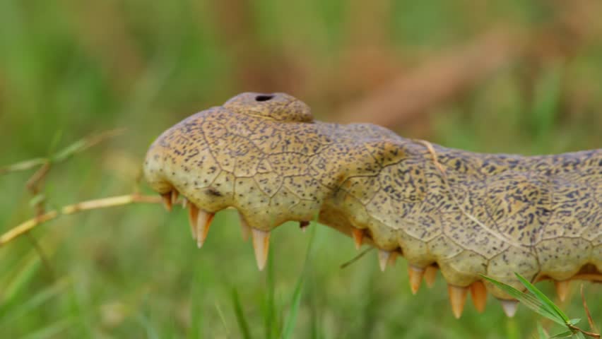 Closeup Of Nile Crocodile Snout, Jaw And Its Conical Sharp Teeth.