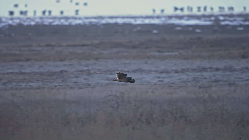 Short-eared Owl flying in slow motion at dusk in Farmington Bay as it lands on the ground.
