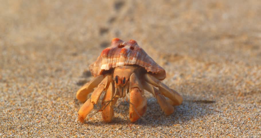 Hermit crab approaching camera in extreme close up slow motion Piura Peru