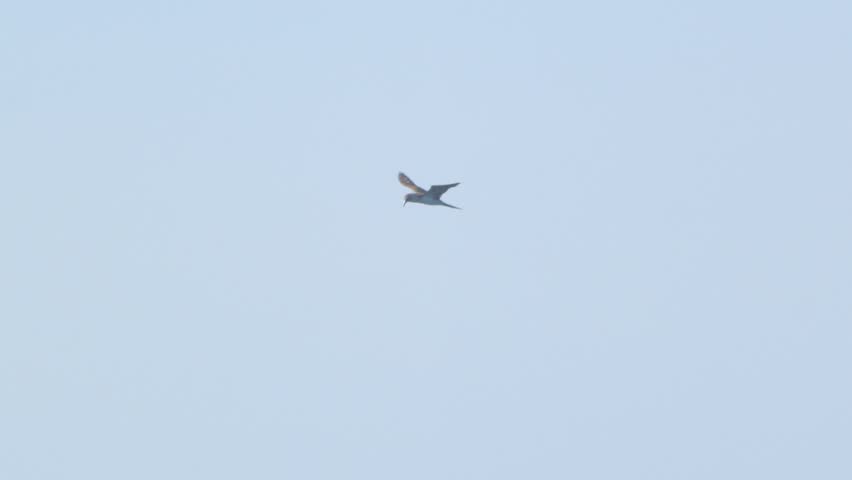 Peruvian booby plunge diving and resurfacing in slow motion Piura Peru