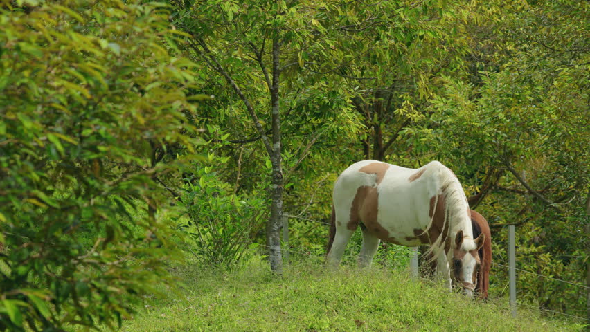 Two horses grazing on green hillside meadow among trees and bushes, peaceful rural pasture scene with natural summer light. High quality 4k footage
