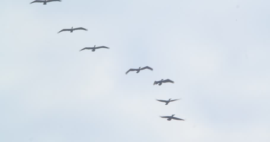 Peruvian pelicans flying in V formation toward camera Piura Peru