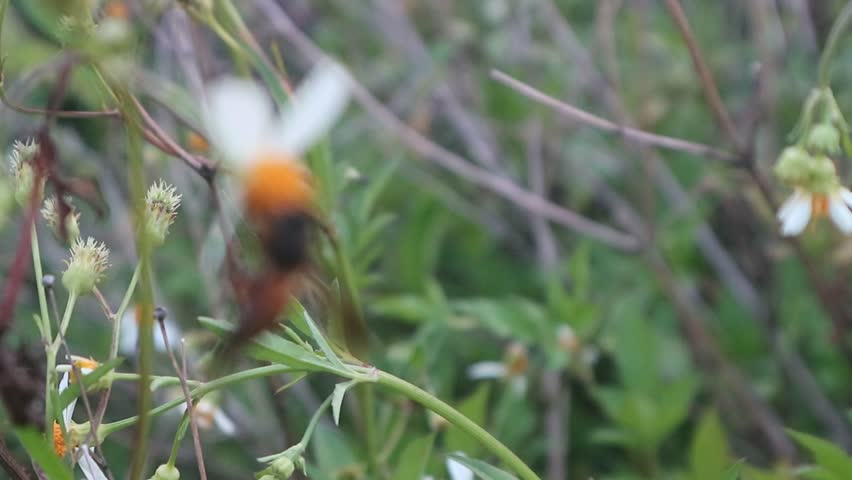 A honey bee, likely an Oriental honey bee (Apis cerana), actively pollinating a white wildflower known as Spanish needle (Bidens alba).