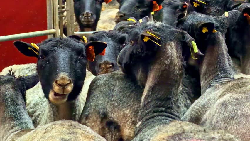 Group of merino sheep without fleece standing inside wooden livestock barn after professional shearing on agricultural farm in Latvia - pan close-up reveal