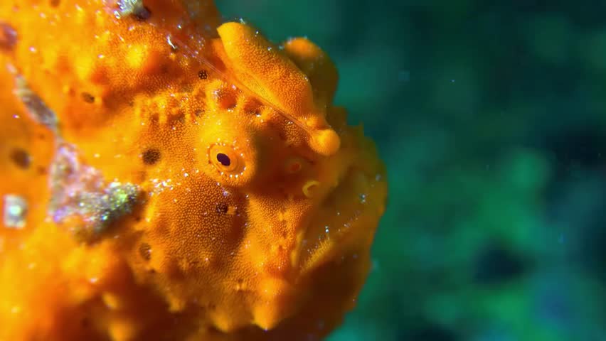 This detailed macro shot captures the unique appearance of an orange frogfish, showcasing its bumpy skin and distinctive facial features in its natural marine habitat