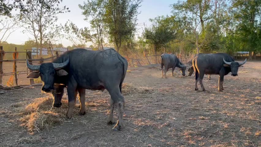 buffalo grazing peacefully in a lush, green field. portrays the essence of simplicity and the harmonious connection between nature and agriculture, Raising animals for agriculture, buffalo is eating