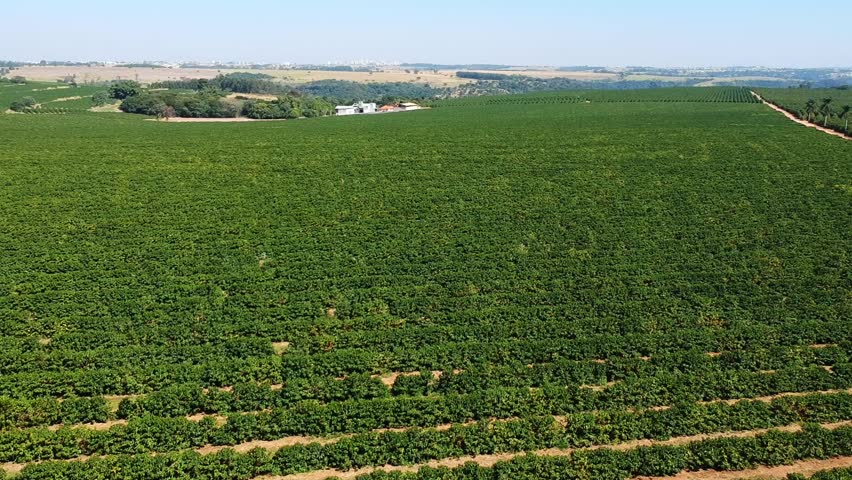 Vast coffee plantation in Brazil, with endless rows of coffee plants covering rolling hills under a clear sky. A symbol of Brazilian agribusiness and large-scale agriculture.