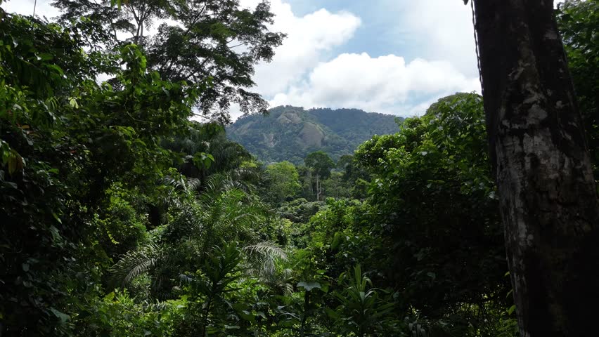 Capturing the vastness of the Nigerian interior, this aerial footage reveals an endless expanse of untouched jungle and diverse tree species