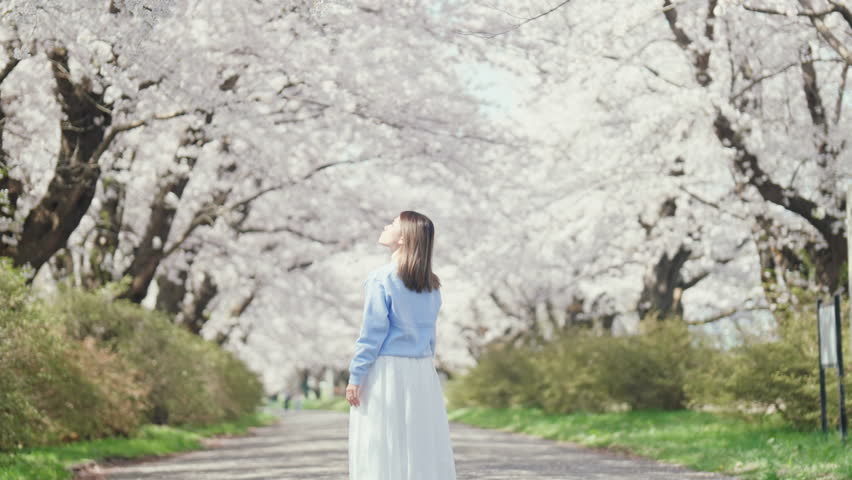 Woman tourist sightseeing Kitakami Tenshochi Park with Sakura Cherry Blossom in Spring, traveler travel in Kitakami festival, Iwate prefecture, Japan. Landmark for Travel and Vacation destination 