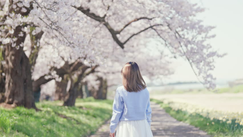 Woman tourist sightseeing Kitakami Tenshochi Park with Sakura Cherry Blossom in Spring, traveler travel in Kitakami festival, Iwate prefecture, Japan. Landmark for Travel and Vacation destination 