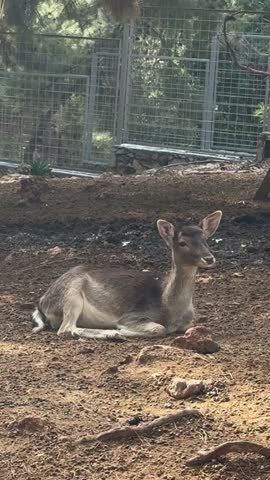 White deer standing. High quality 4k footage
