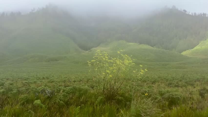 The beautiful scenery of Teletubbies Hill in the Mount Bromo area, Bromo Tengger Semeru National Park (TNBTS), Wonokitri Village, Tosari District, Pasuruan Regency, East Java