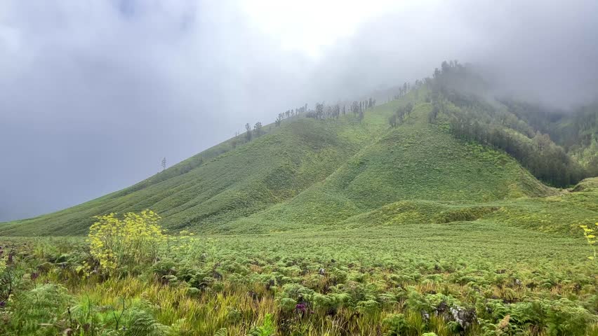 The beautiful scenery of Teletubbies Hill in the Mount Bromo area, Bromo Tengger Semeru National Park (TNBTS), Wonokitri Village, Tosari District, Pasuruan Regency, East Java