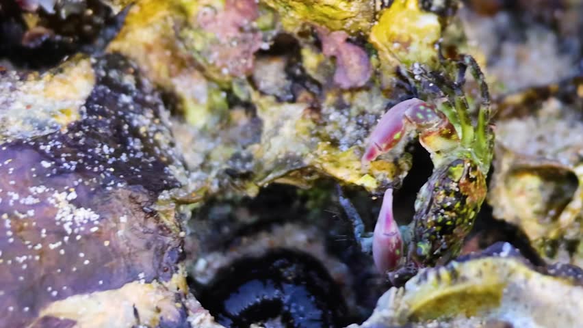 A tiny crab with pink claws moves across a textured oyster shell in Thailand.