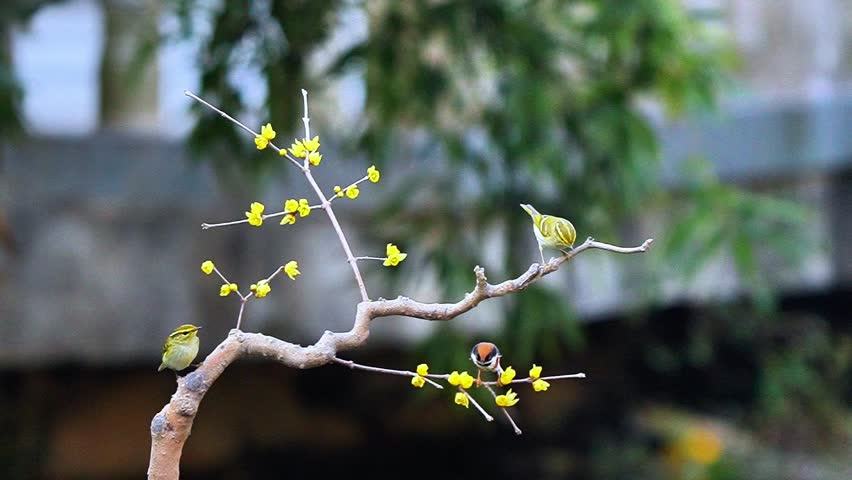 The little bird perched and hopped on the branches of the wintersweet tree.