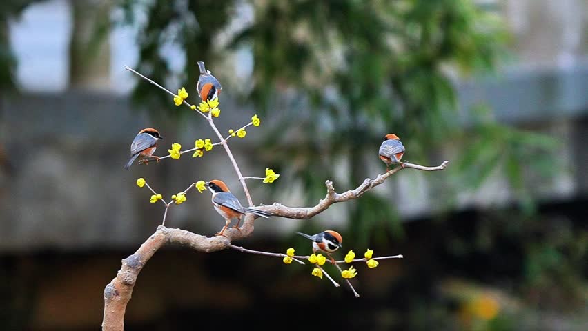 The little bird perched and hopped on the branches of the wintersweet tree.