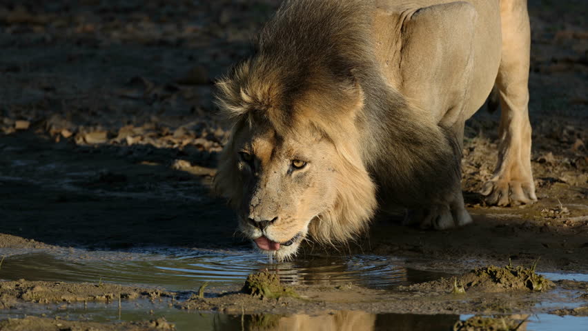 A big male African lion (Panthera leo) drinking water, Kalahari desert, South Africa