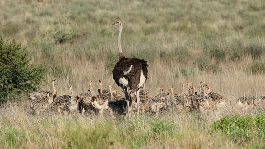 A female ostrich (Struthio camelus) with large brood of small chicks walking in natural habitat, Kalahari desert, South Africa