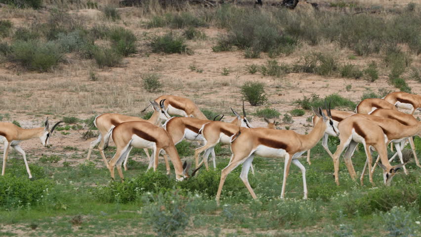 Herd of springbok antelopes (Antidorcas marsupialis) feeding in natural habitat, Kalahari desert, South Africa