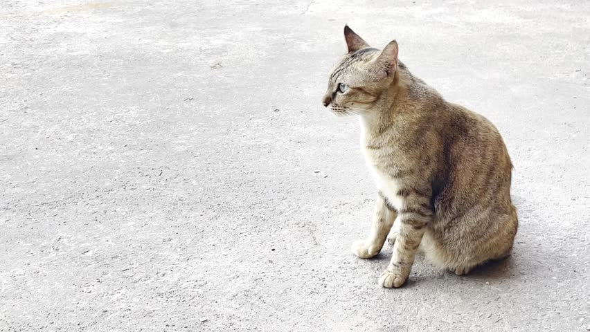 Cat With Street, Cute Cat, Cat on Way Background...CAT