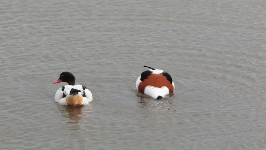 A pair of Shelduck, Tadoma tadoma, on a freshwater lake. Winter. UK