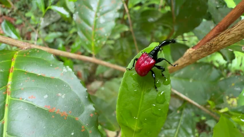 Giraffe weevil (Trachelophorus giraffa) on the leaf in Analamazaotra National Park. Madagascar.