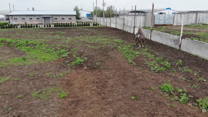 Horse Standing in Muddy Farm Paddock Outdoors