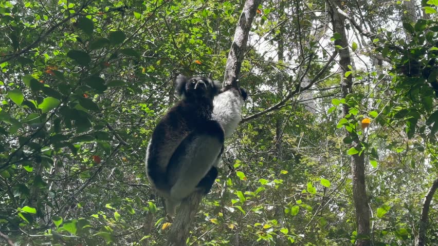 Indri, sitting on a tree, communicating with others using his voice in Analamazaotra National Park, Madagascar.