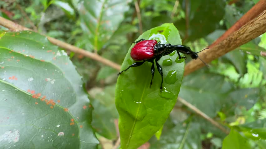 Close up of Giraffe weevil (Trachelophorus giraffa) on the leaf in Analamazaotra National Park, Madagascar.