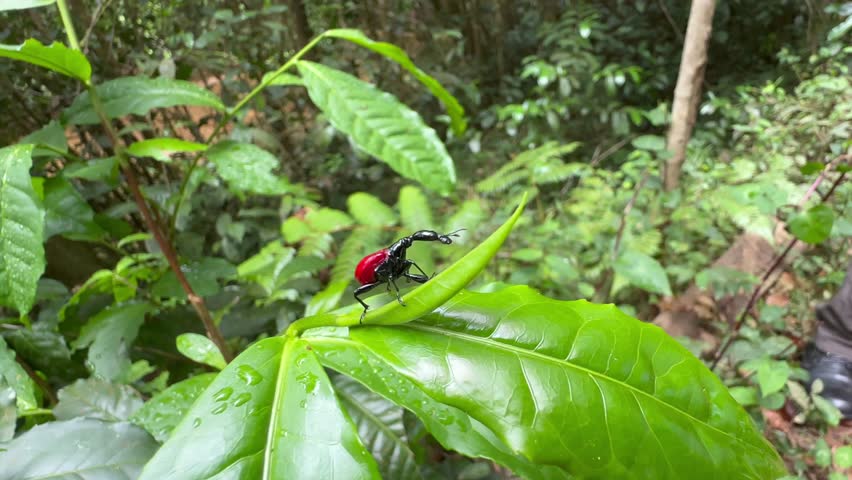 Giraffe weevil (Trachelophorus giraffa) moving on the leaf. Analamazaotra National Park, Madagascar.