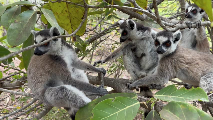 Family of ring-tailed lemurs (Lemur catta) is moving from one tree to another. Madagascar.