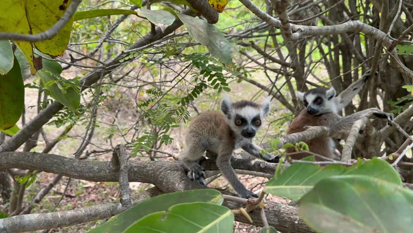 Young male ring-tailed lemur (Lemur catta) exploring the tree where his family lives, Madagascar.