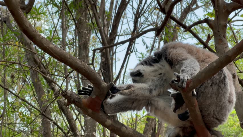 Ring-tailed lemur (Lemur catta) just woke up, yawns, and then goes to another tree.