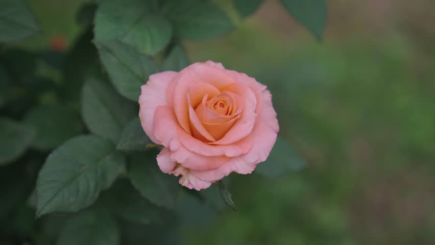 Various types of roses have bloomed in the garden.