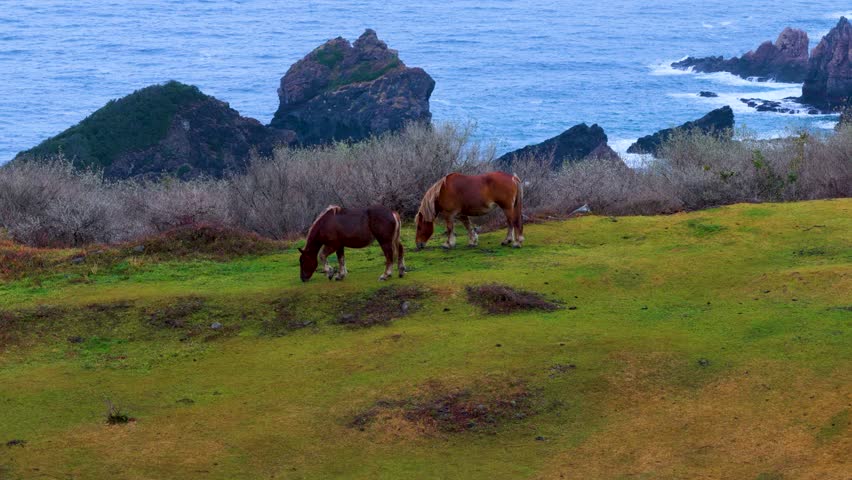 Untamed Wild Horses on Cliffs of Oki Islands, Shimane, Kuniga Coast Background