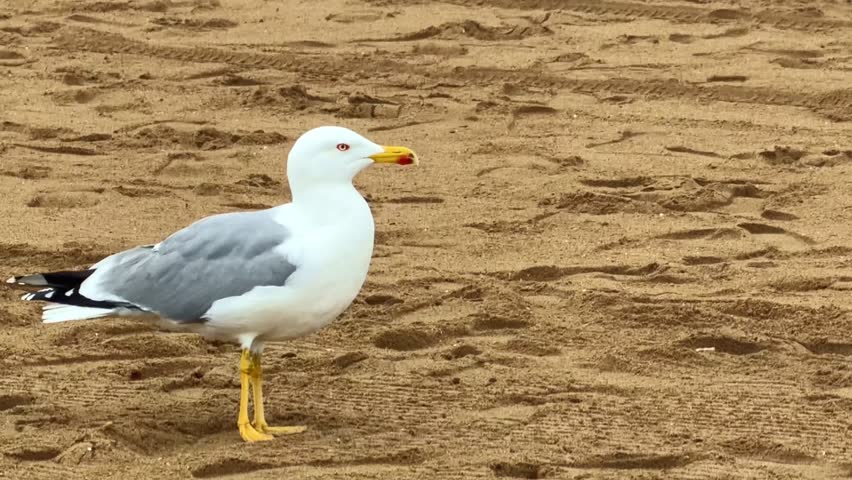 Adult Yellow-legged gull Larus michahellis walking on a sandy beach while foraging along the shoreline, showing yellow legs, grey wings and white plumage in natural coastal habitat.