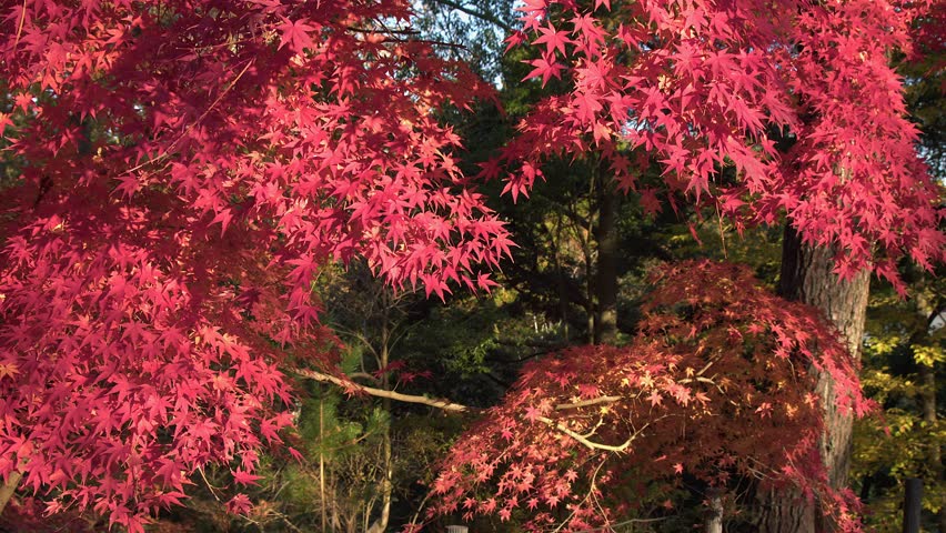 Vivid red maple leaves in golden morning sunshine in mixed autumn woods