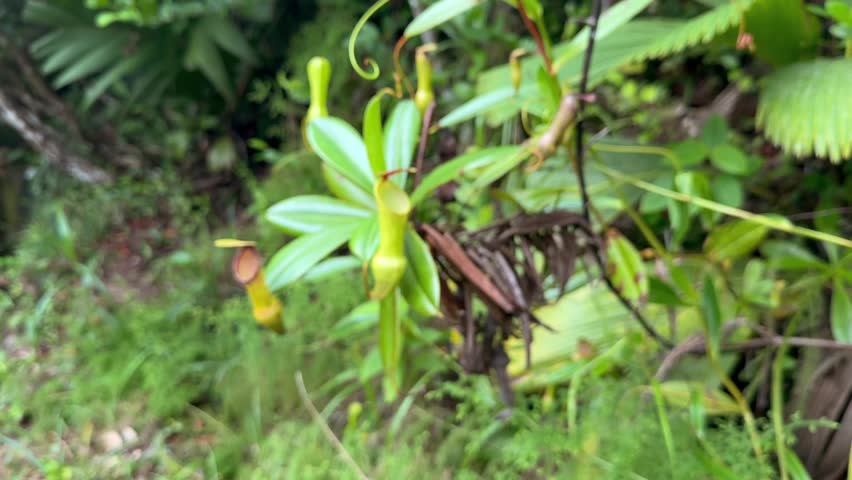 Out of focus to focus video of pitcher plant in nature trail, Mahe, Seychelles 25fps