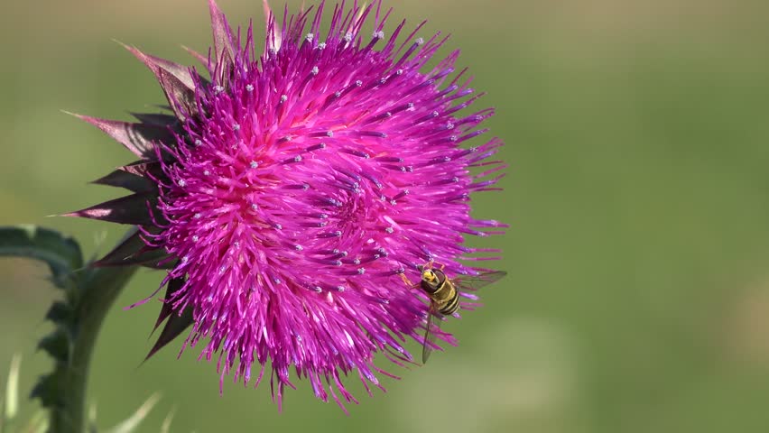 Flying Bumble Bees Insects Collecting Pollen on Thorns Flower, Pollinating Thistles, Mountains Desert Medicine Plants, Bumblebee