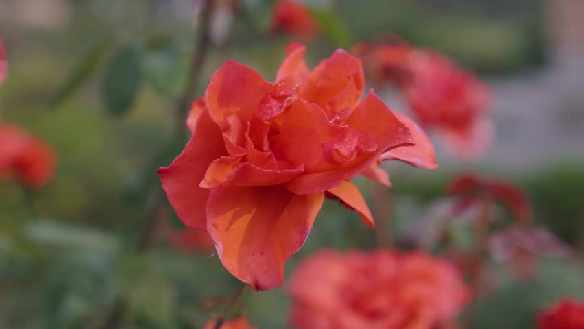 Various types of roses have bloomed in the garden.