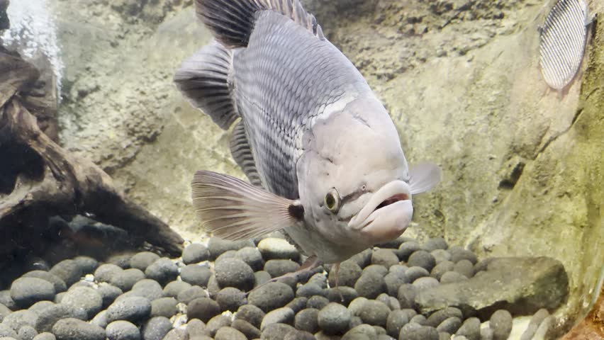 A close-up shot of a Giant Gourami swimming gracefully over pebbles in an aquarium