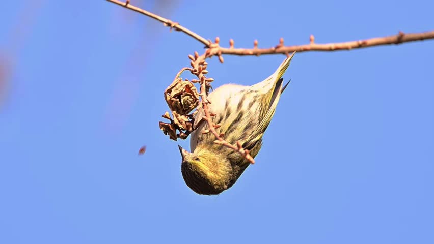 Eurasian Siskin Feeding Upside Down on Tree Branch, Small Songbird Eating Seeds from Pine Cone Against Blue Sky, Wildlife Action Close-up