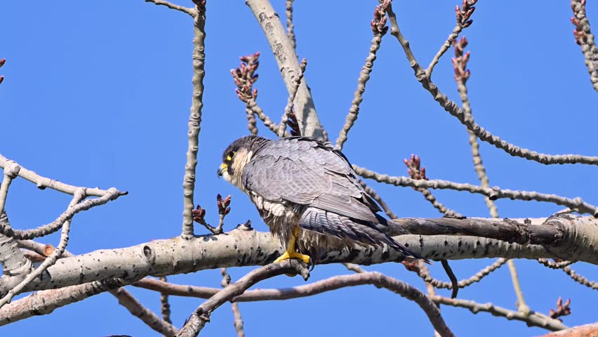 Peregrine Falcon Perched on Tree Branch Against Clear Blue Sky, Wild Raptor Looking Around in Natural Habitat, Powerful Bird of Prey in Wildlife Close-up