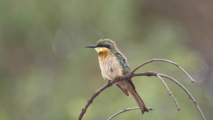 A Small Bird Perched on a Branch