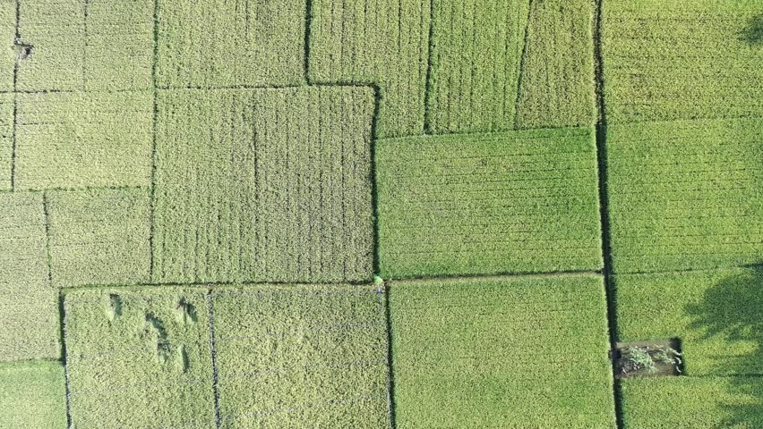 the rice plants are old and yellow, ready to be harvested