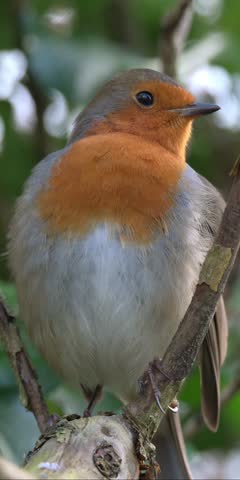 Robin (Erithacus rubecula) in closeup, preening its feathers. January, Kent, UK [Half speed] Vertical