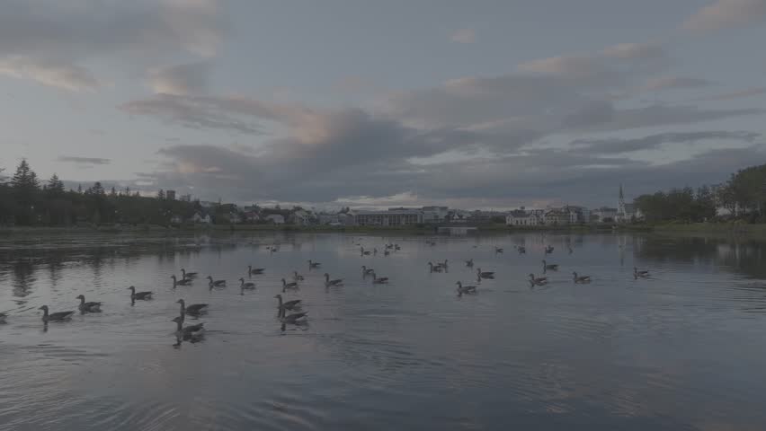 Peaceful lake in Iceland with ducks swimming on calm water, surrounded by natural scenery, creating a tranquil Nordic nature scene