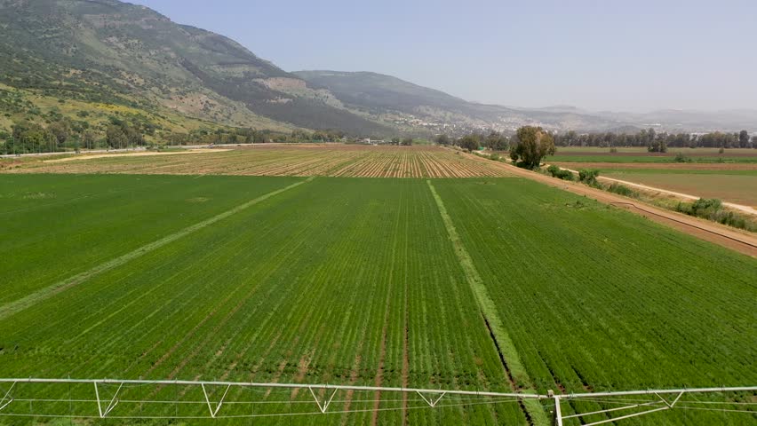 Aerial view of a field of Buttercups flowers in rows of different colors at the peak of bloom at the Guma Junction in the Upper Galilee